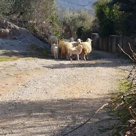 Kuca Za Odmor Suzi Сasa de vacaciones *